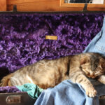 A photo of a gray striped tabby cat sleeping in a saxophone case lined with purple velvet.