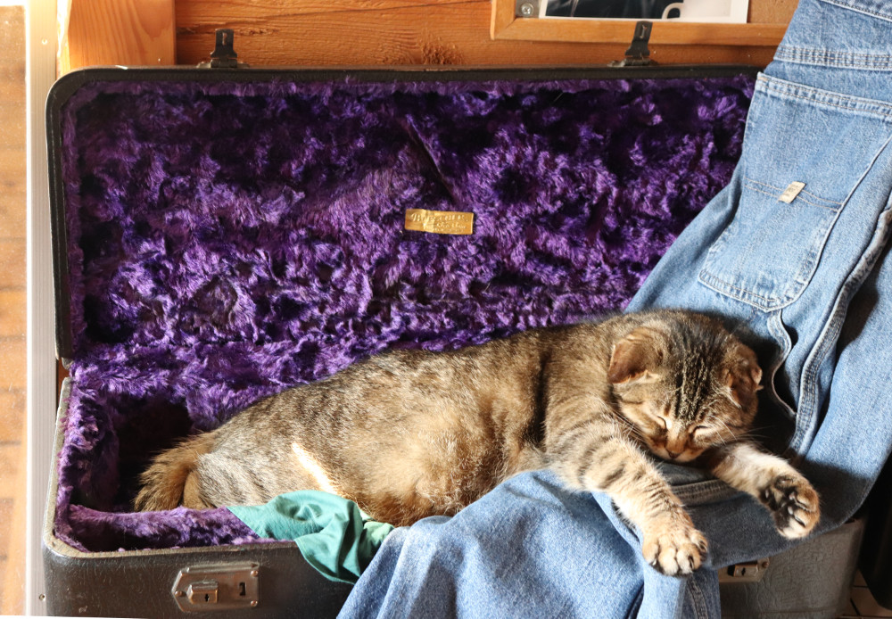 A photo of a gray striped tabby cat sleeping in a saxophone case lined with purple velvet.