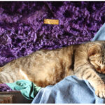 Photo of a gray cat sleeping inside a saxophone case.